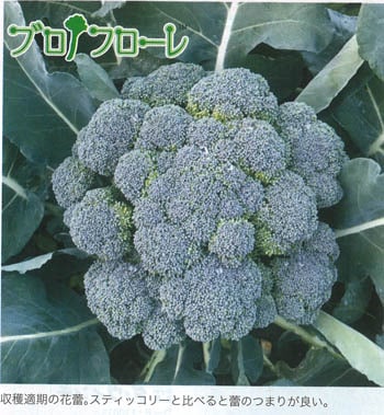 トキタ種苗 ブロッコリー種子 グストイタリア ブロフローレ65