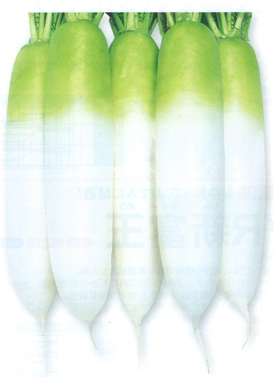 タカヤマシード ダイコン種子 冬職人【取り寄せ注文】 | 根菜類