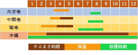 ハドラマウチカ 種子×10 2025/6月採取 ハドラマウチカ 種子×10 2025/6月採取