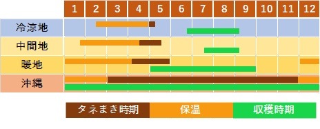 ハドラマウチカ 種子×10 2025/6月採取 フタバ種苗 F1 スイカ種子 黒美人【取り寄せ注文】＊種子有効