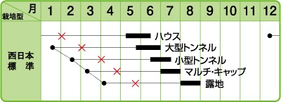 ハドラマウチカ 種子×10 2025/6月採取 isla del pescado - Euphorbia hadramautica-ユーフォルビア