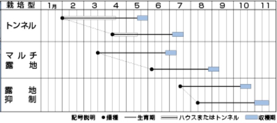 タキイ種苗 スイートコーン種子 ホイップコーン 22春新種予約 メーカー別 タキイ種苗 スイートコーン 小林種苗株式会社