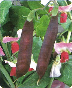 タカヤマシード 実エンドウ種子 紫御膳 メーカー別 タカヤマシード エンドウ 小林種苗株式会社