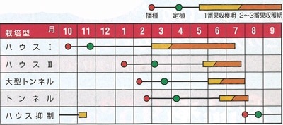 ２・東京都・ゆう・ピノガール Amazon.co.jp: 〈100粒〉小玉スイカ種【 ピノ・ガール 】ナント種苗