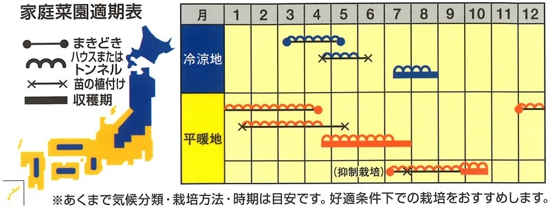 ナント種苗 小玉スイカ種子 愛娘ひなた【取り寄せ注文】【2026年秋種