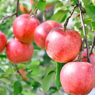 はちみつ飲む酢　りんご