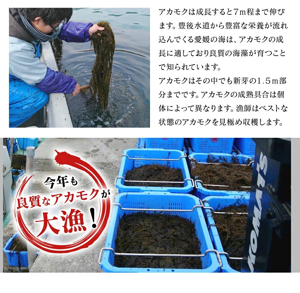 海の自然薯！愛媛県産あかもく　焼きあごだし味　3段パック（90g）×12P【送料無料】お取り寄せ　ギフト　毎日の食卓　のし対応