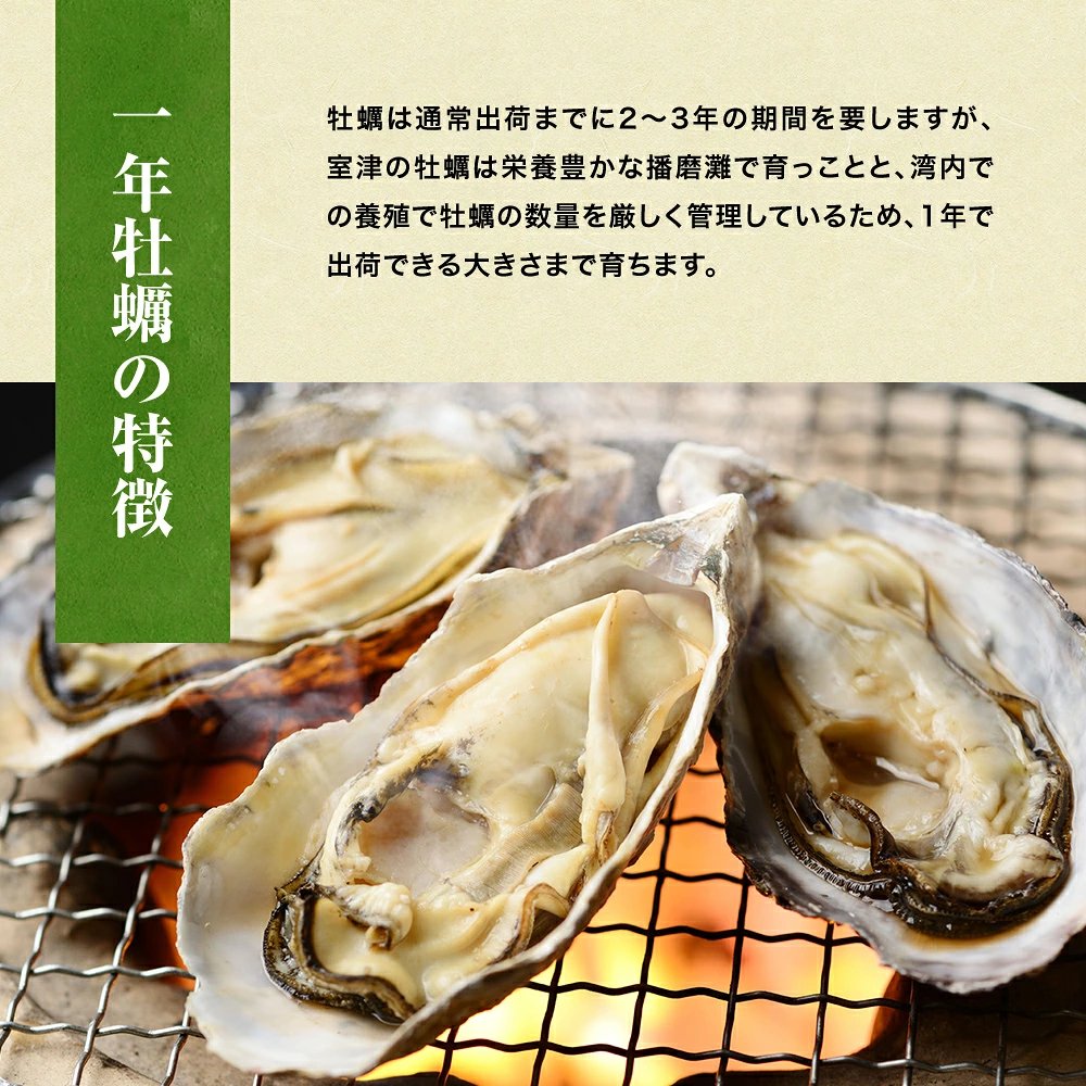 採れたて新鮮！国産生食用の殻付き生牡蠣　12個入り【送料無料】お取り寄せ　ギフト　御祝　のし対応