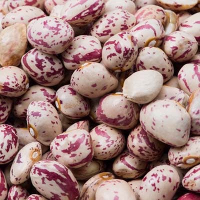 うずらまめまめ 昔うずら豆 (300g) 令和7年産北海道産 【メール便対応】 : 松葉屋