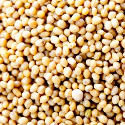 イエローマスタードシード インド産 100g Yellow Mustard Seeds【即日発送は午前9:30】