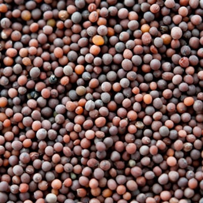 ブラウンマスタードシード 500g Brown Mustard Seeds