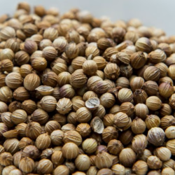コリアンダーシード ブラウン モロッコ産1kg 原型 Coriander Seeds Brown