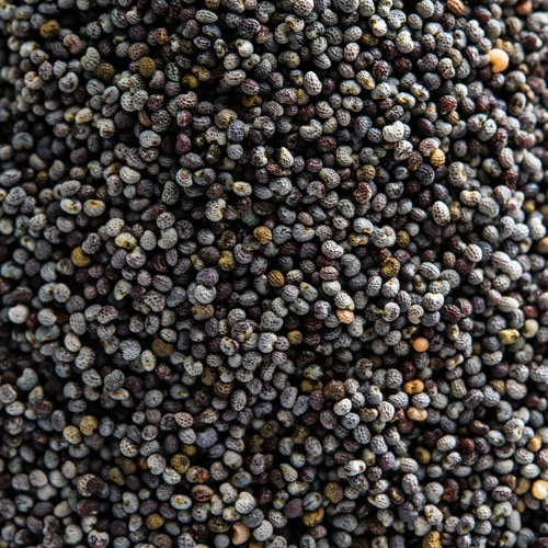 ֥롼ݥԡ 250g μ,,ѥ,Blue Poppy Seed,ѥ,ϡ,