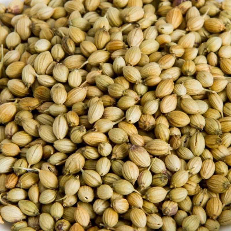 ���ꥢ����������� ���꡼�� ����ɻ� 500g Coriander Seed Green India