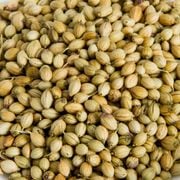 ꥢ ɻ 500g ꥢۡ  Coriander Seeds