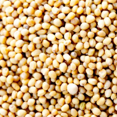 ���������ޥ������ɥ����� ����ɻ� 500g Yellow Mustard Seeds