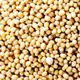 ���������ޥ������ɥ����� ����ɻ� 500g Yellow Mustard Seeds