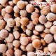 Ʀ դ1kg / 1000g,,̳,ͥѥ,Ʀ,ҥޥ,ƥ,ޥ,ޥå,Sabut Masoor ,Masoor Dal Whole,դƦ¨ȯϸ9:30
