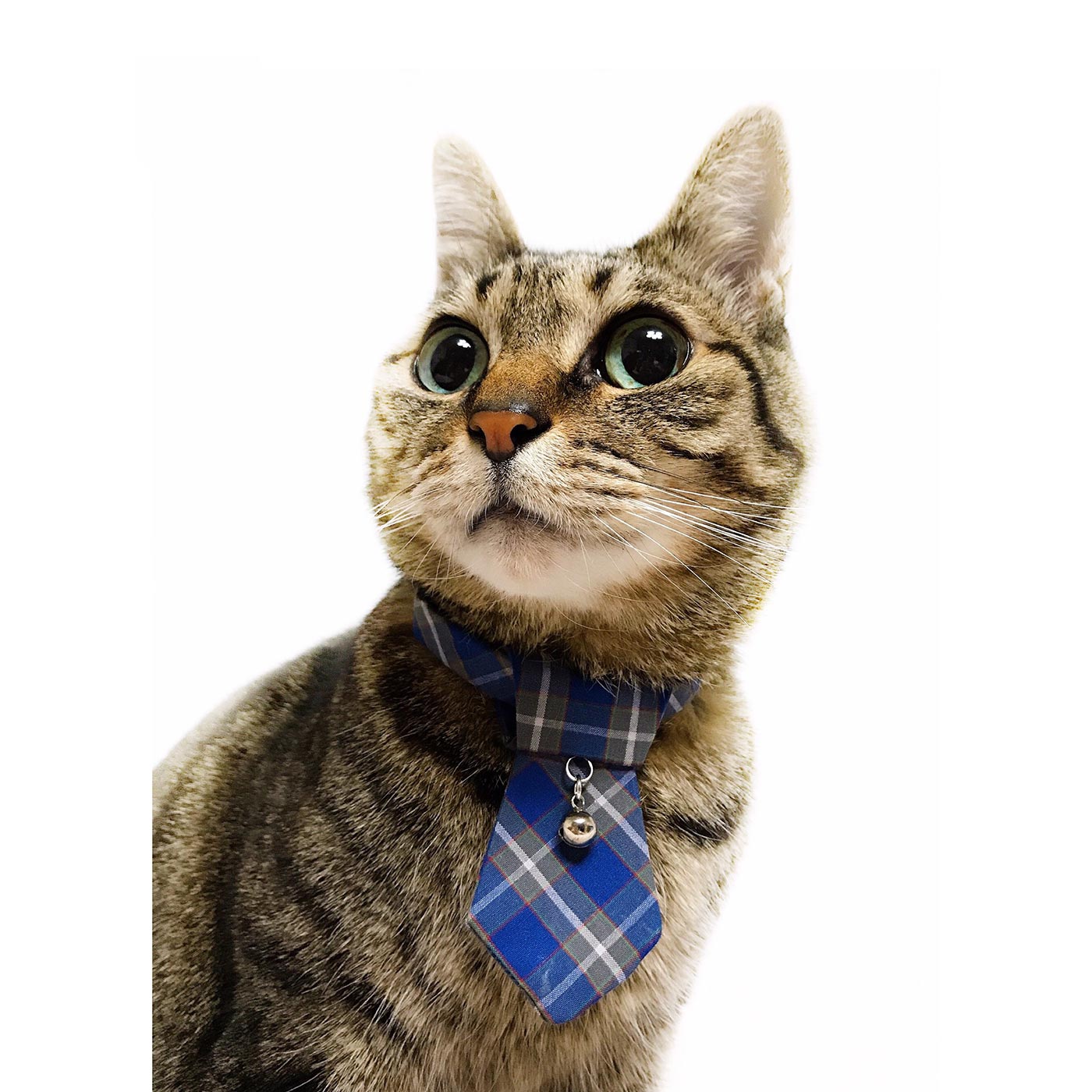 ǭ�ѥͥ��������ͥ�����