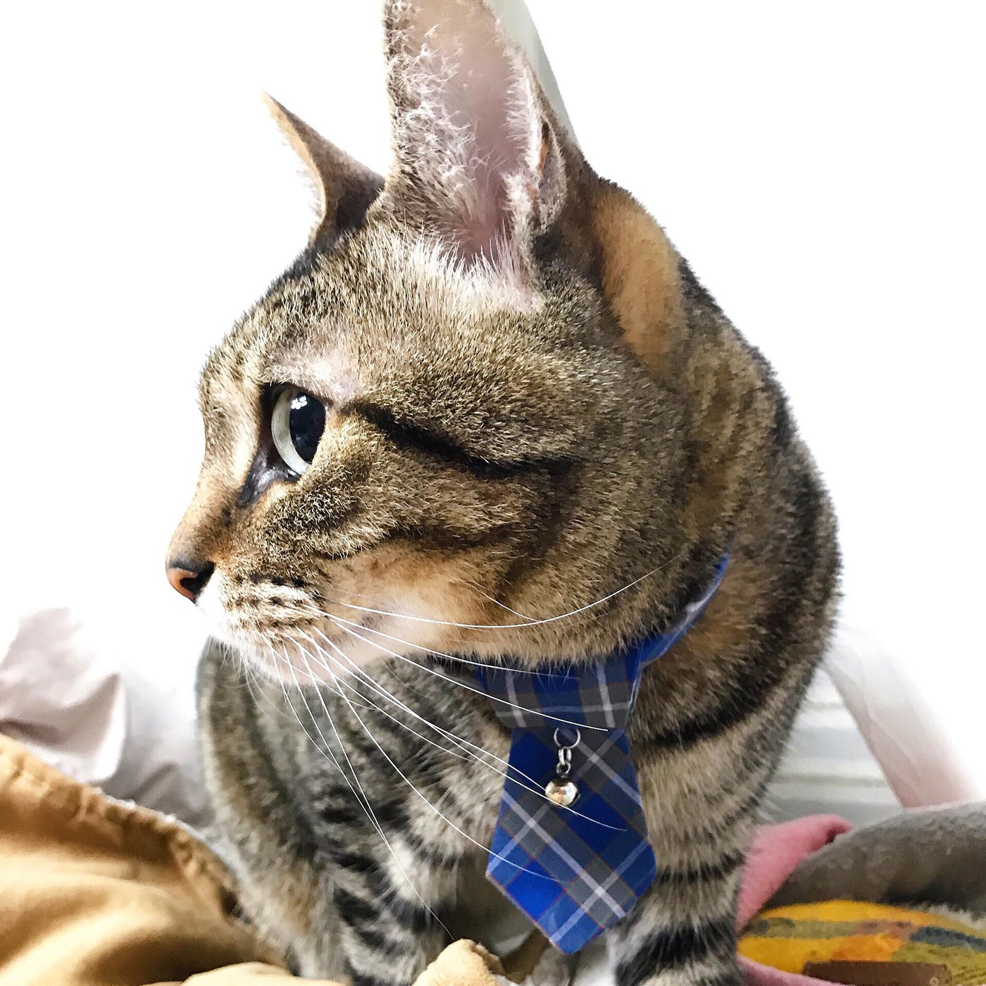 ǭ�ѥͥ��������ͥ�����