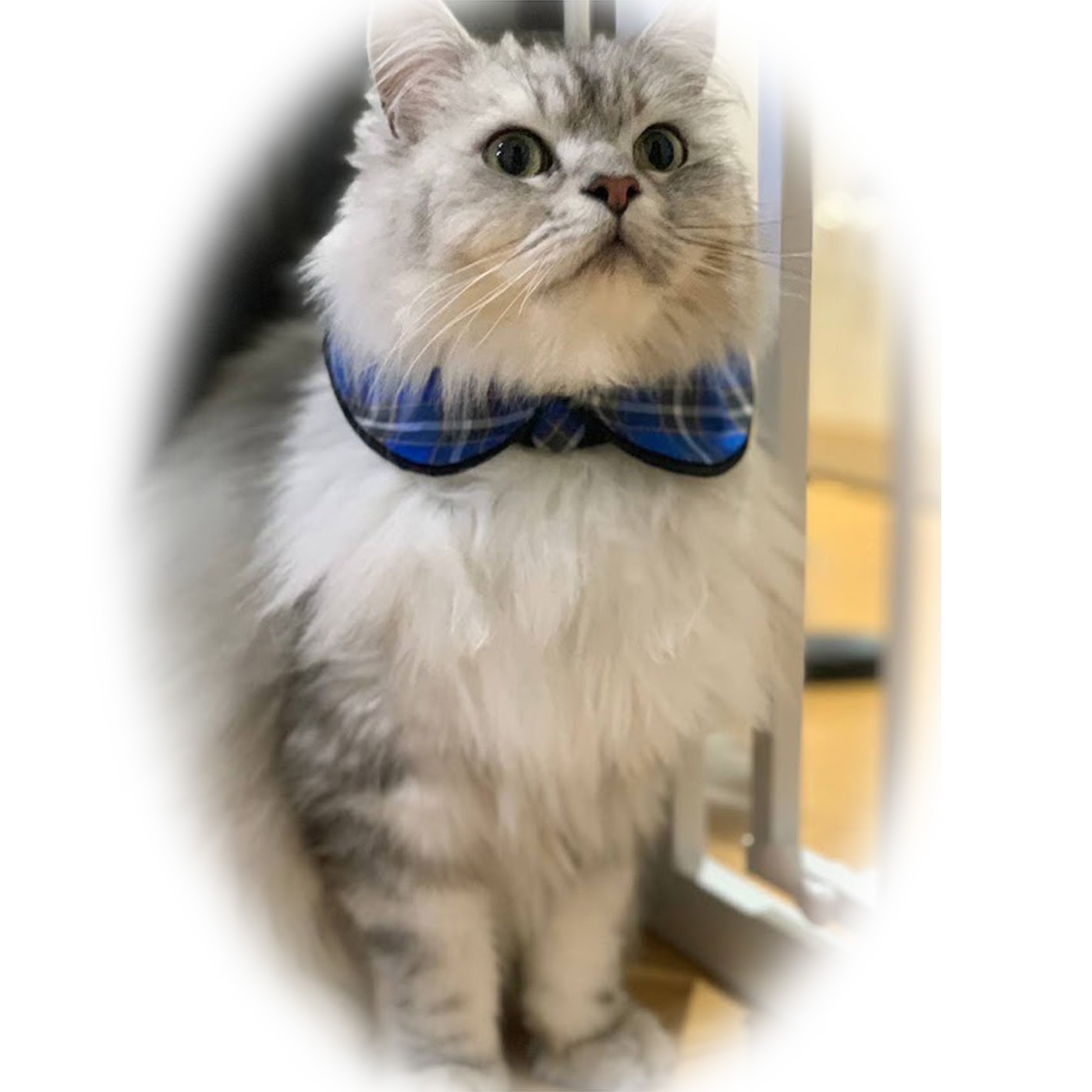 �ڥåȤΤĤ���