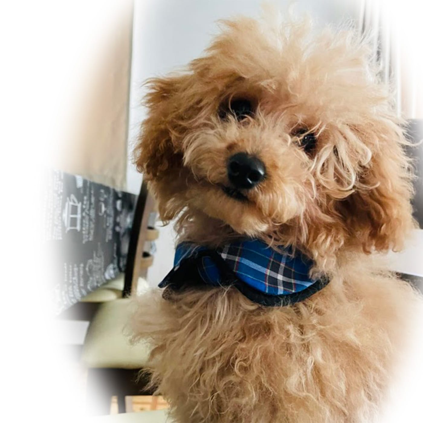 ペットのつけ襟 | LIFE STYLE | 神戸タータンオンラインショップ