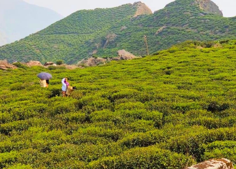 GOLDEN DROP 2025ǯ󥻥ɥեå30g