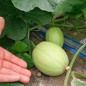 ギフト】北海道産 有機赤肉メロン(ティアラ) 1玉・1箱 | ギフト