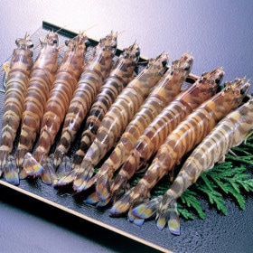 熊本・天草「活」車海老