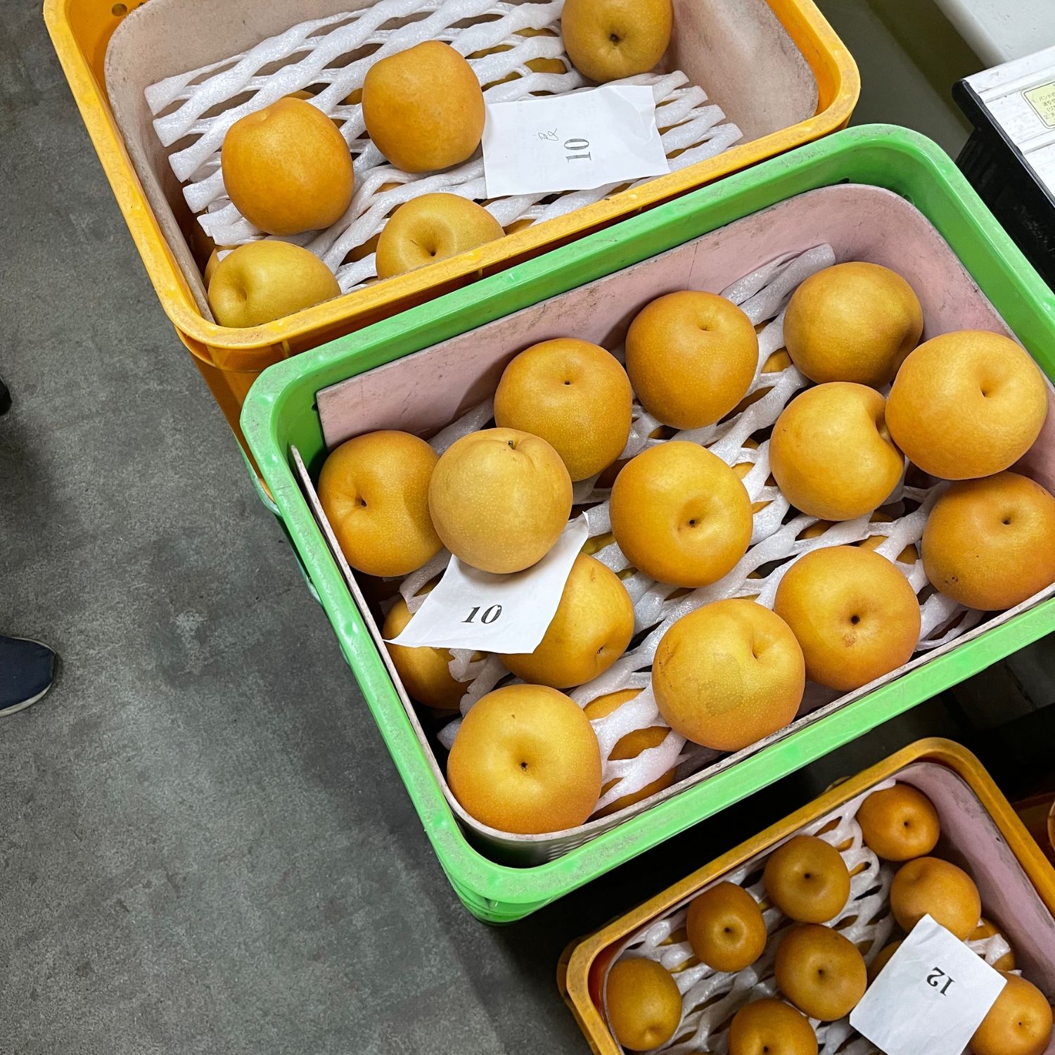 【期間限定】林農園　旬の梨　