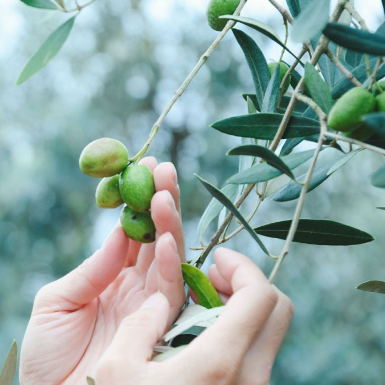 天草スペシャルブレンドブラック＆天草ソルトセット