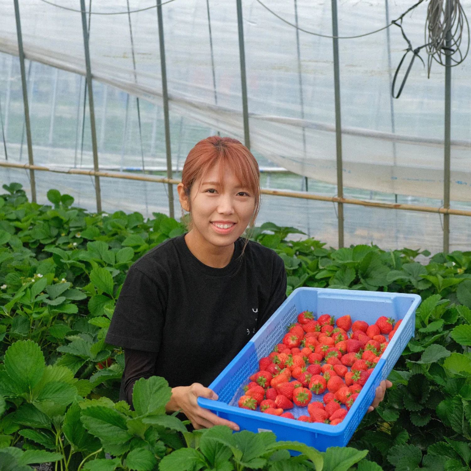 あまおうDX（2パック）【期間限定】