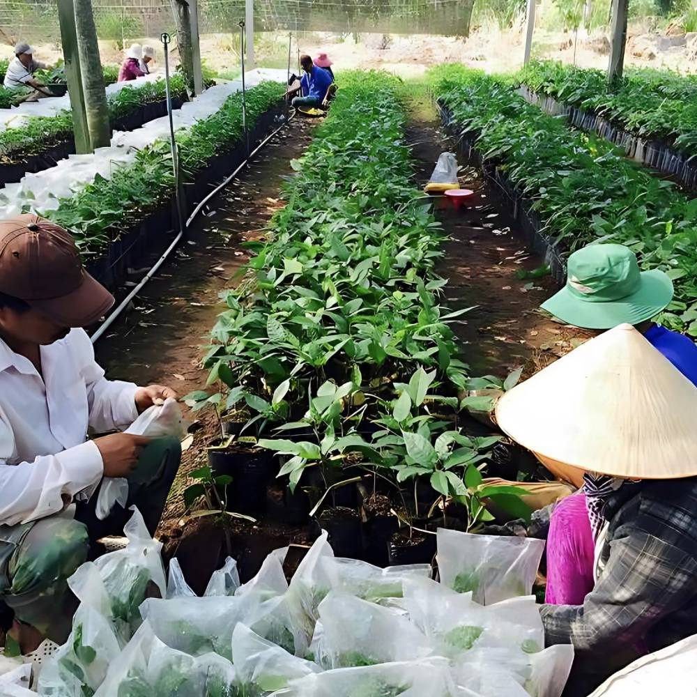 クリスティーヌカカオフィナンシェとBean to barチョコレートギフトセット（ブレンド56％ミルク・海苔）