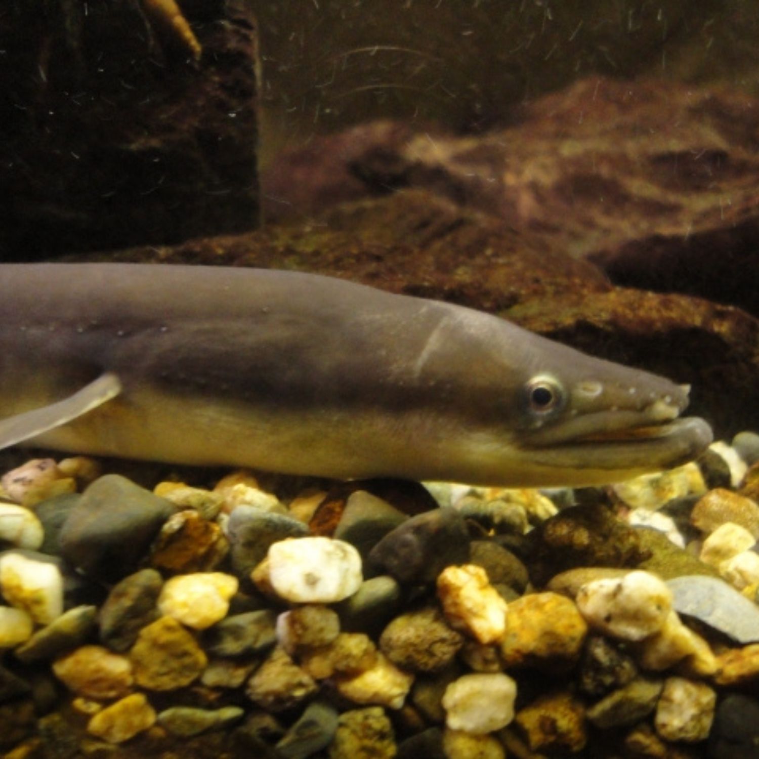 うなぎの蒲焼（3袋・箱入）