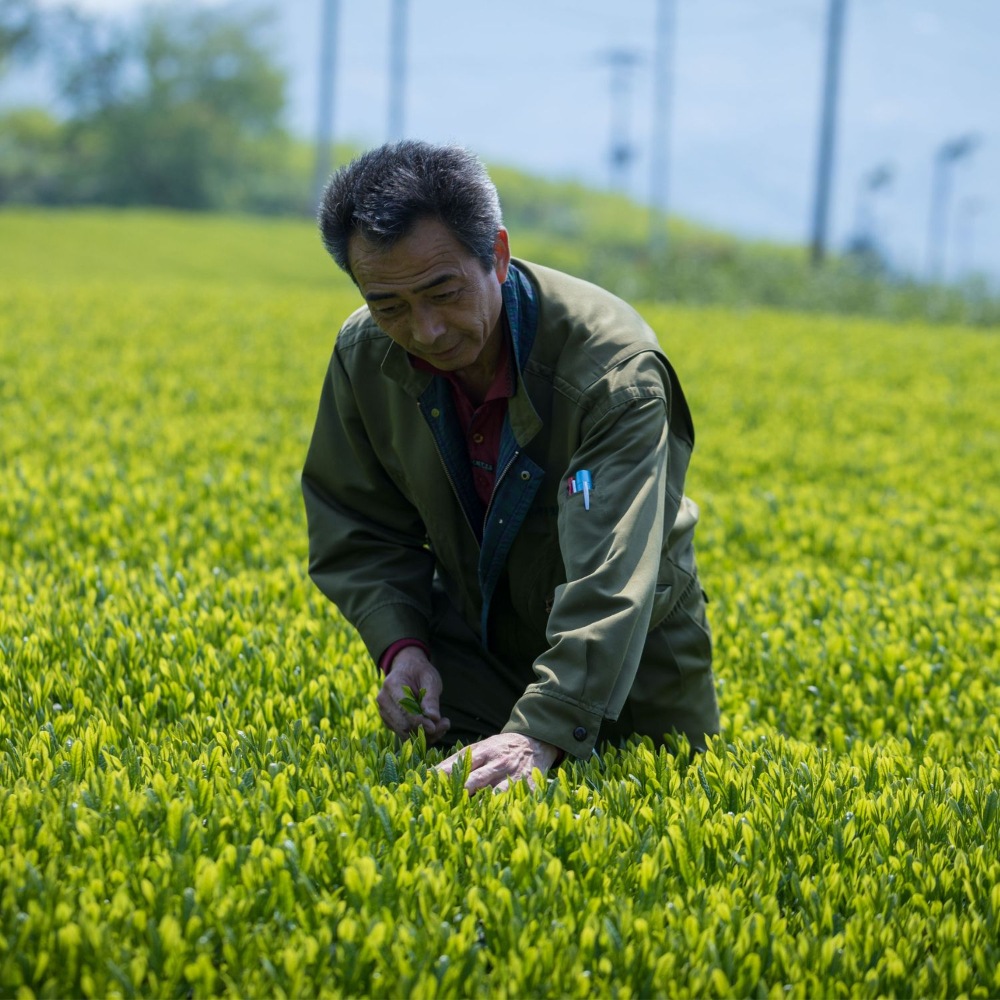 八女茶3種セット