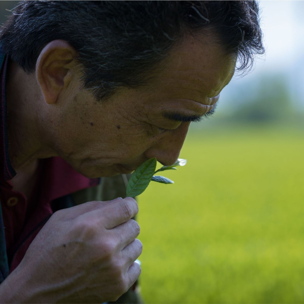 八女茶3種セット