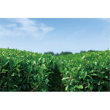 宮崎緑茶（500ml×18本）