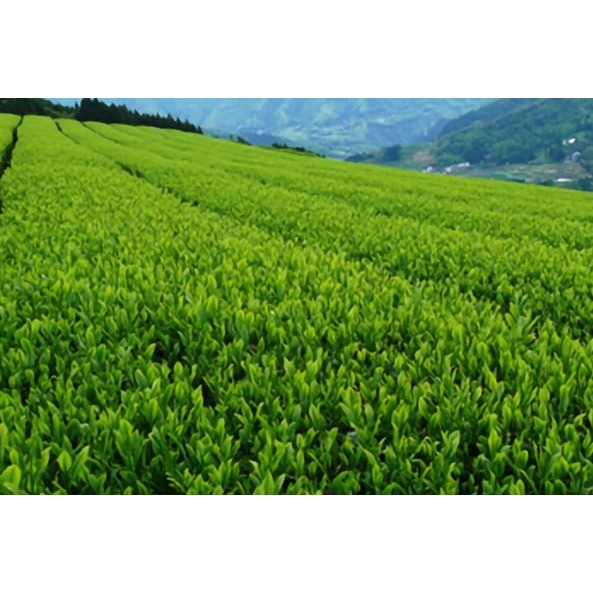 濃い釜炒り茶（280ml×24本）