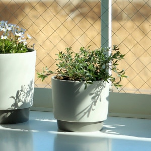 ground (������) �ե�/���꡼��ݥå� S �����ܥ꡼/���졼 ����ȭ/��������/����ƥꥢ/����ץ�/�ץ�󥿡�/�����ƥ��ʥ֥�ƫ��