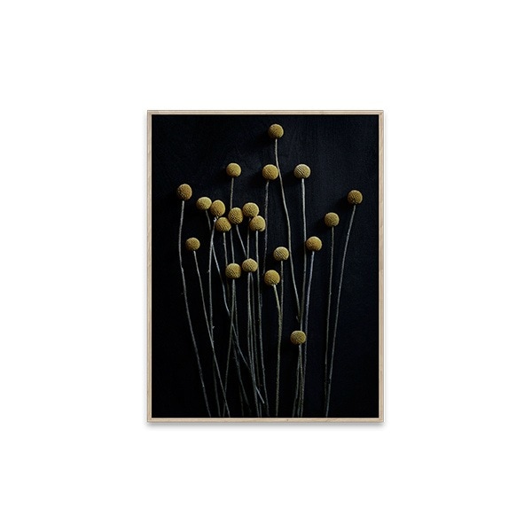 �ڥ����ڡ����оݡۡڤ����󤻡�Paper Collective (�ڡ��ѡ����쥯�ƥ���) �ݥ�������70��100��Still Life 01 �̲�/����ƥꥢ/������/������������Ź��