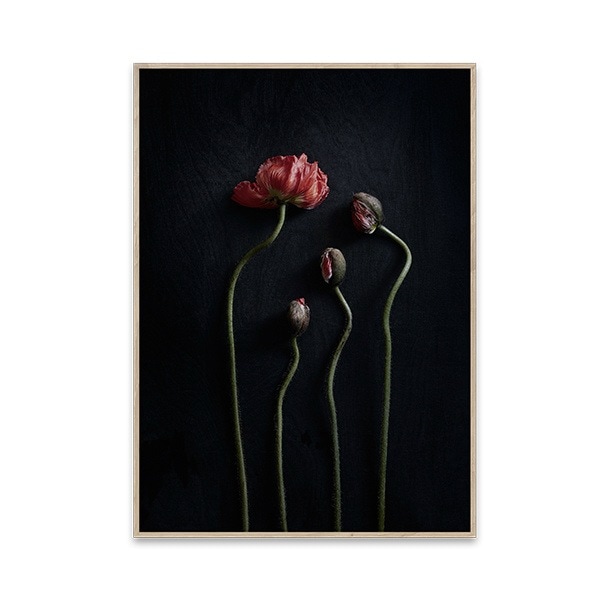 �ڥ����ڡ����оݡۡڤ����󤻡�Paper Collective (�ڡ��ѡ����쥯�ƥ���) �ݥ�������70��100��Still Life 02 �̲�/����ƥꥢ/������/������������Ź��