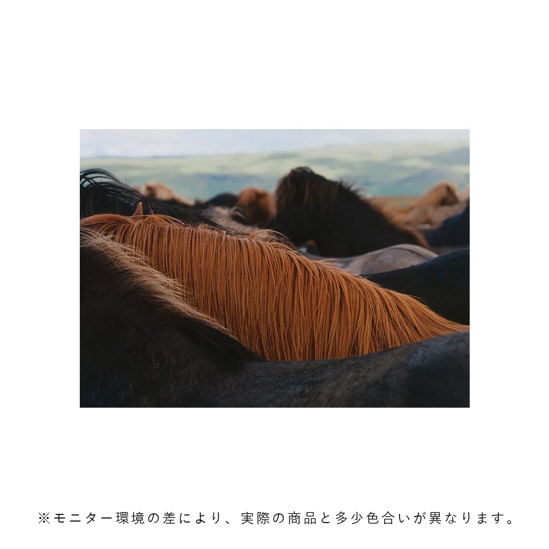 �ڥ����ڡ����оݡۡڤ����󤻡�Paper Collective (�ڡ��ѡ����쥯�ƥ���) �ݥ����� ��A4�� The Herd 01 �̲�/����ƥꥢ/������/������������Ź�ʡڿ��ǥ������