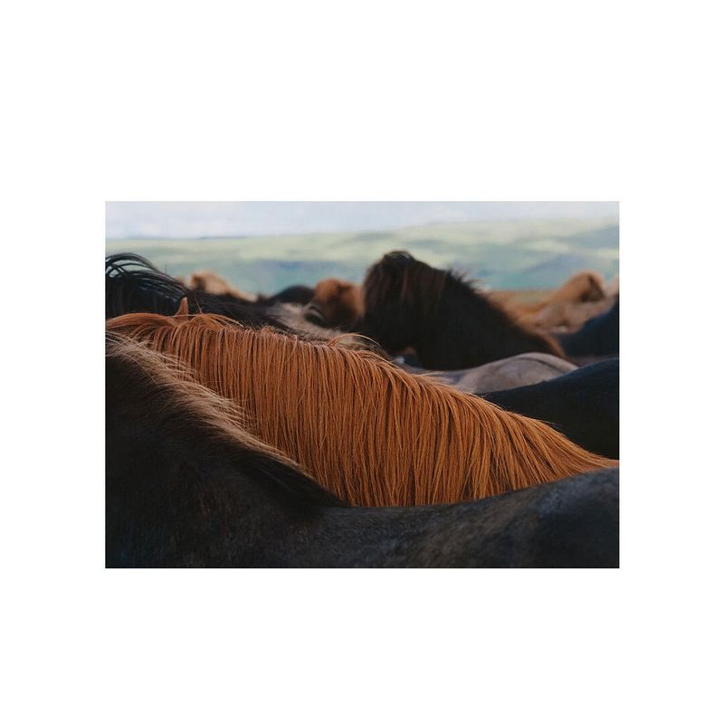 Paper Collective �ݥ�������A4��The Herd 01 �̲� ����ƥꥢ ������ �ڡ��ѡ����쥯�ƥ��� Mark Toren ������������Ź�ʡڤ����󤻡ۡڥ����ڡ����оݡۡ�����̵����