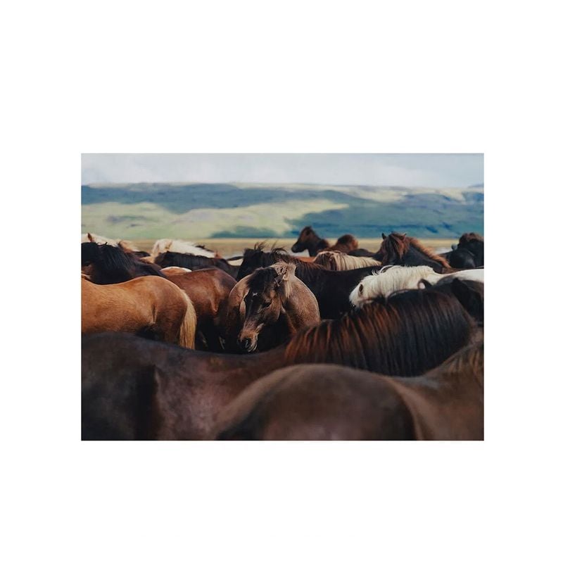 Paper Collective �ݥ�������A4��The Herd 02 �̲� ����ƥꥢ ������ �ڡ��ѡ����쥯�ƥ��� Mark Toren ������������Ź�ʡڤ����󤻡ۡڥ����ڡ����оݡۡ�����̵����