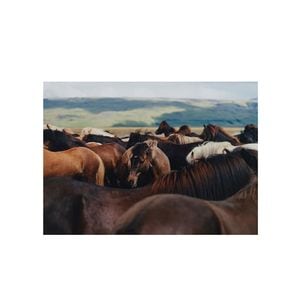 Paper Collective �ݥ�������A4��The Herd 02 �̲� ����ƥꥢ ������ �ڡ��ѡ����쥯�ƥ��� Mark Toren ������������Ź�ʡڤ����󤻡ۡڥ����ڡ����оݡۡ�����̵����