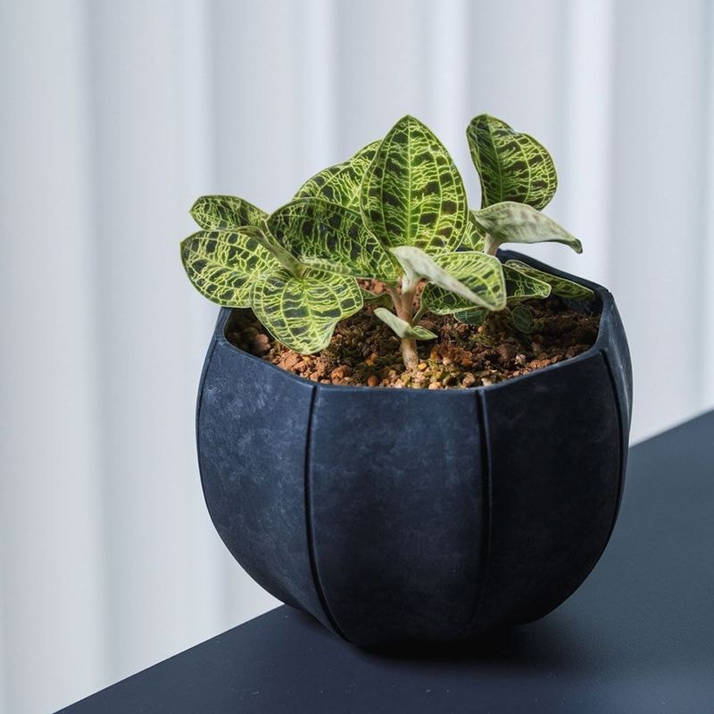 ��3����ȯ��ͽ���Sen (����) Roly pots�ʥ����꡼�ݥå� / �ݡ� S �ۥ磻��/���졼/�֥�å�