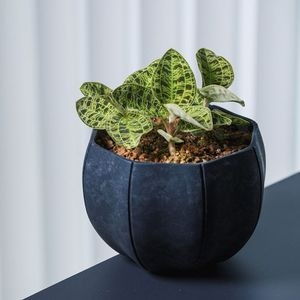 ��3����ȯ��ͽ���Sen (����) Roly pots�ʥ����꡼�ݥå� / �ݡ� S �ۥ磻��/���졼/�֥�å�