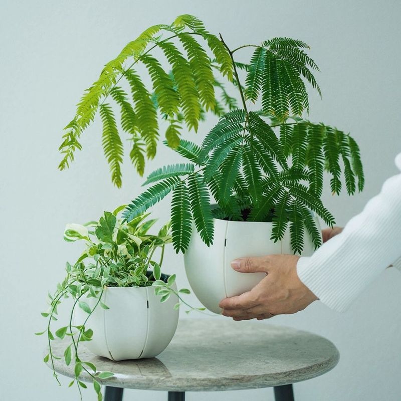 ��3����ȯ��ͽ���Sen (����) Roly pots�ʥ����꡼�ݥå� / �ݡ� M �ۥ磻��/���졼/�֥�å�