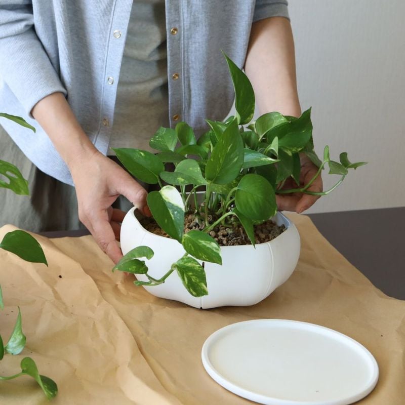 ��3����ȯ��ͽ���Sen (����) Roly pots Shallow�ʥ����꡼�ݥå� / �ݡ������� M �ۥ磻��/���졼/�֥�å�