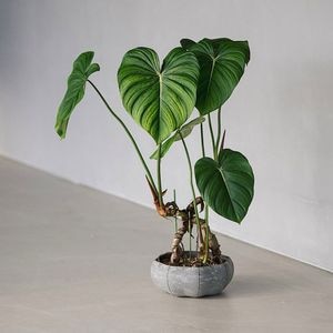 ��3����ȯ��ͽ���Sen (����) Roly pots Shallow�ʥ����꡼�ݥå� / �ݡ������� L �ۥ磻��/���졼/�֥�å�